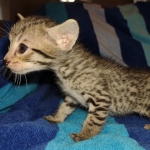 Savannah F-7SBT Male DOB 8-29-21