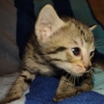 Savannah F-7SBT Male DOB 8-29-21