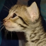 Savannah F-7SBT Male DOB 8-29-21