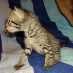 Savannah F-7SBT Male DOB 8-29-21