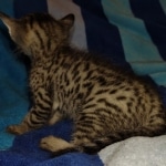 Savannah F-7SBT Male DOB 8-29-21