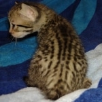 Savannah F-7SBT Male DOB 8-29-21