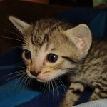 Savannah F-7SBT Male DOB 8-29-21