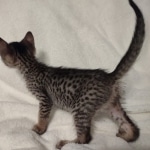 Savannah F-7SBT Male DOB 8-29-21