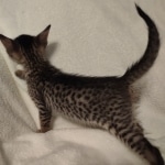 Savannah F-7SBT Male DOB 8-29-21