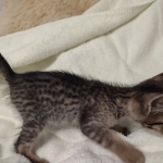 Savannah F-7SBT Male DOB 8-29-21