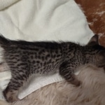 Savannah F-7SBT Male DOB 8-29-21