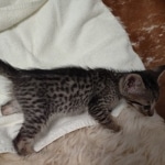 Savannah F-7SBT Male DOB 8-29-21