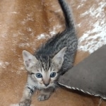 Savannah F-7SBT Male DOB 8-29-21