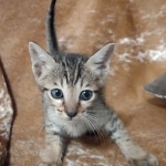 Savannah F-7SBT Male DOB 8-29-21