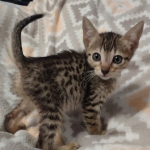 Savannah F-7SBT Male DOB 8-29-21