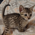 Savannah F-7SBT Male DOB 8-29-21