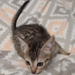 Savannah F-7SBT Male DOB 8-29-21