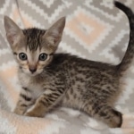 Savannah F-7SBT Male DOB 8-29-21