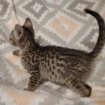 Savannah F-7SBT Male DOB 8-29-21