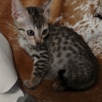 Savannah F-7SBT Male DOB 8-29-21