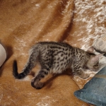 Savannah F-7SBT Male DOB 8-29-21