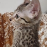 Savannah F-7SBT Male DOB 8-29-21