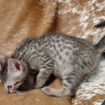 Savannah F-7SBT Male DOB 8-29-21