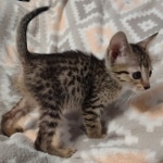 Savannah F-7SBT Male DOB 8-29-21