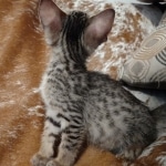 Savannah F-7SBT Male DOB 8-29-21