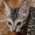 Savannah F-7SBT Male DOB 8-29-21