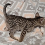 Savannah F-7SBT Male DOB 8-29-21