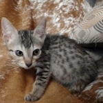 Savannah F-7SBT Male DOB 8-29-21