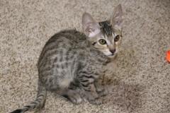 Bandit Savannah F-7SBT Male #6 DOB 8-29-21