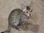 Bandit Savannah F-7SBT Male #6 DOB 8-29-21