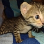 Savannah F-7SBT Male DOB 8-29-21