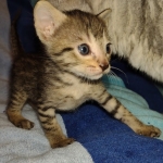 Savannah F-7SBT Male DOB 8-29-21