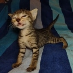 Savannah F-7SBT Male DOB 8-29-21