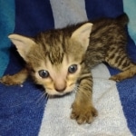 Savannah F-7SBT Male DOB 8-29-21