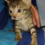 Savannah F-7SBT Male DOB 8-29-21