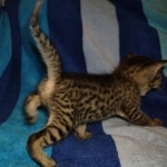 Savannah F-7SBT Male DOB 8-29-21