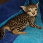 Savannah F-7SBT Male DOB 8-29-21