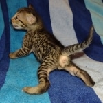 Savannah F-7SBT Male DOB 8-29-21