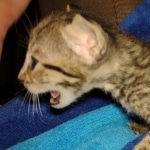 Savannah F-7SBT Male DOB 8-29-21