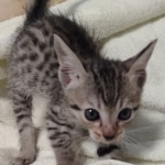 Savannah F-7SBT Male DOB 8-29-21