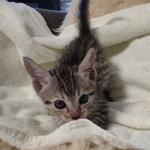 Savannah F-7SBT Male DOB 8-29-21