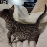 Savannah F-7SBT Male DOB 8-29-21