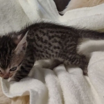 Savannah F-7SBT Male DOB 8-29-21