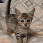 Savannah F-7SBT Male DOB 8-29-21