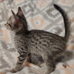 Savannah F-7SBT Male DOB 8-29-21