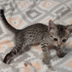 Savannah F-7SBT Male DOB 8-29-21