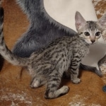 Savannah F-7SBT Male DOB 8-29-21