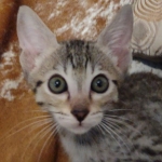 Savannah F-7SBT Male DOB 8-29-21