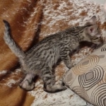 Savannah F-7SBT Male DOB 8-29-21