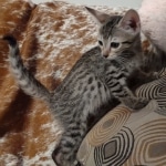 Savannah F-7SBT Male DOB 8-29-21